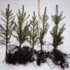 Hariliku kuuse (Picea abies) istikud 3 aastased 25-50cm (50-100 tk)