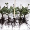Nordmann egļu stādi (Abies Nordmanniana) 4 gadus veci stādi 15-30 cm. (50-100 gab.)