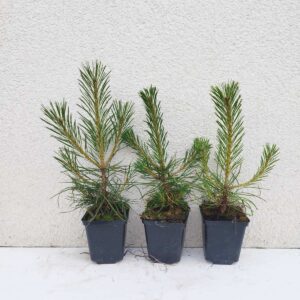 Musta männi (Pinus nigra var. austriaca) istikud 3 aastat (1+2P) 20-30cm