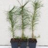 (Pinus sylvestris) 2 metų 25-40cm P9x(10-25-50-100units)