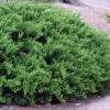 (Juniperus Tamariscifolia) seemikute  20-30cm. P9x(10-25-50) - Image 2