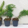 (Juniperus Tamariscifolia) seemikute  20-30cm. P9x(10-25-50)