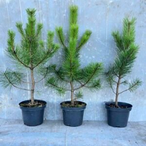 Juodoji pušis (Pinus nigra austriaca) sodinukai 2L 40-60cm. (5-10-15vnt)
