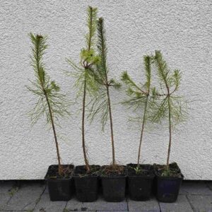 Six young pine saplings in black nursery pots lined up on a pavement against a textured light-gray wall.