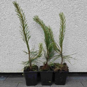 Pinus nigra P9