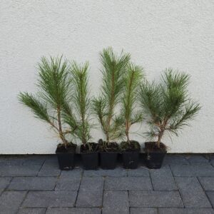 Black pine (Pinus nigra var. austriaca) seedlings 3 years (1+2P) 20-30cm