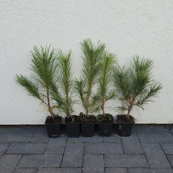 Juodosios pušies (Pinus nigra var. austriaca) sodinukai 3 metų (1+2P) 25-40cm