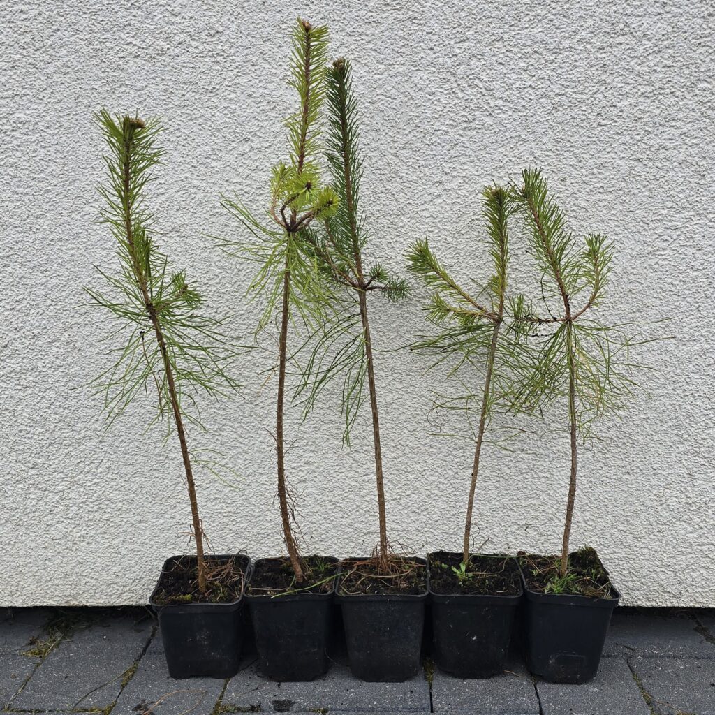 Row of young pine saplings in black plastic pots aligned along a textured wall, ready for planting.