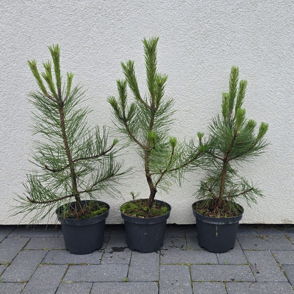 Row of small potted pine trees in black planters lined up on a paved sidewalk against a textured light-gray wall.