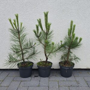 Row of small potted pine trees in black planters lined up on a paved sidewalk against a textured light-gray wall.