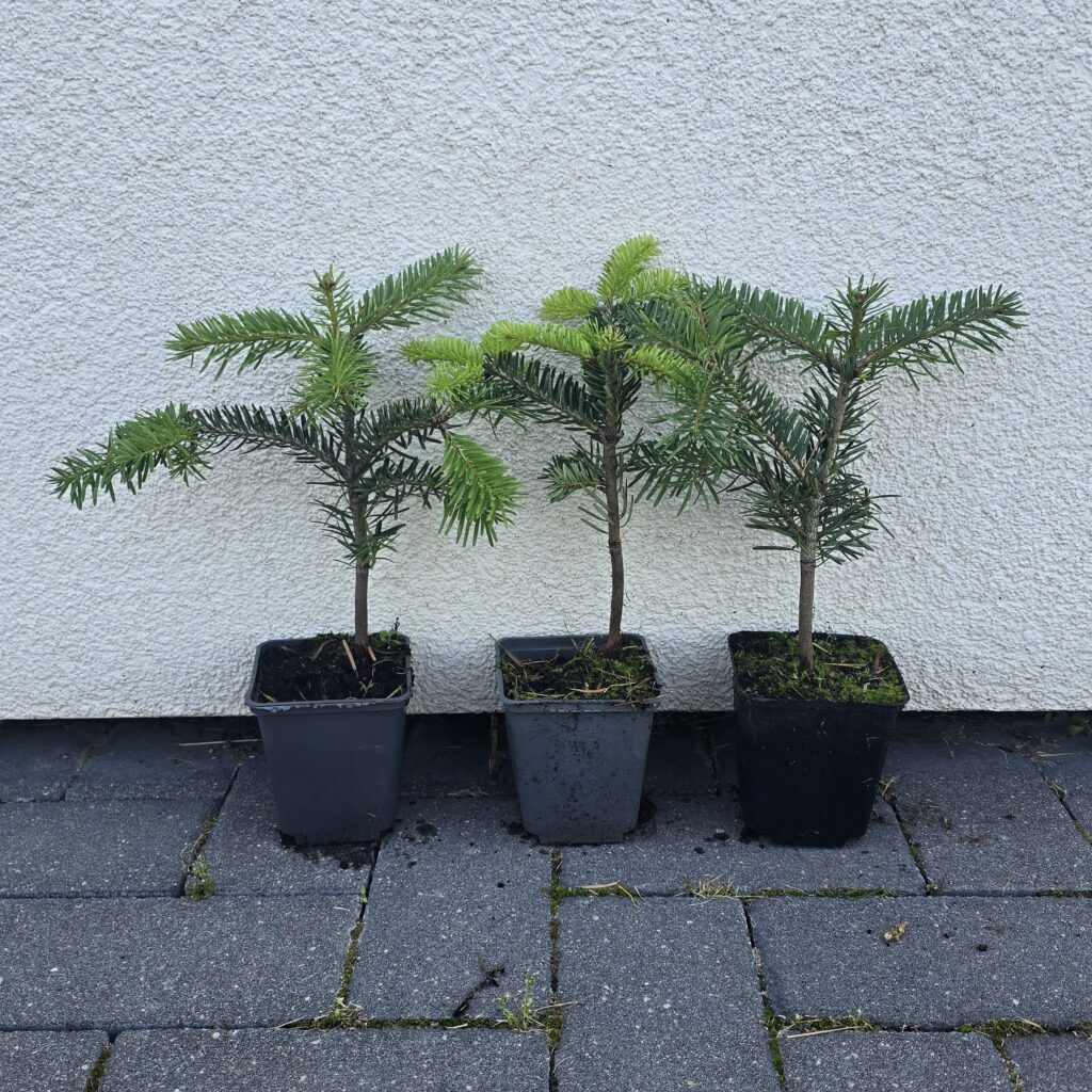 Four small evergreen saplings in black pots lined up against a light textured wall on a paved surface.