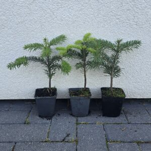 Four small evergreen saplings in black pots lined up against a light textured wall on a paved surface.