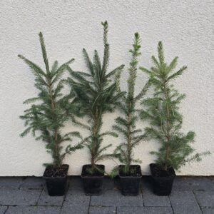 Paprastosios eglės, eglučių (Picea abies) sodinukai vazone 30-50cm P9 x (25-50-100vnt)