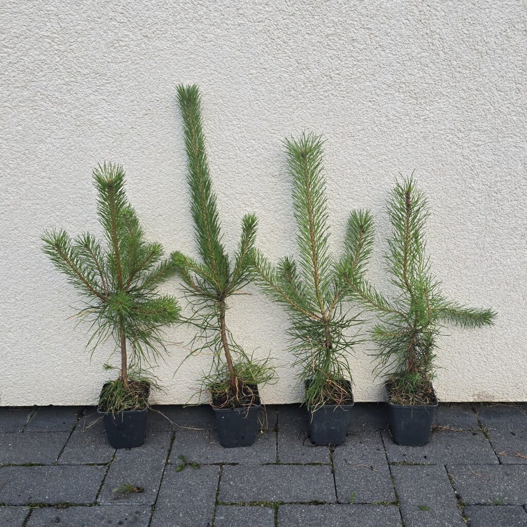 Row of small potted pine saplings lined up against a textured beige wall.