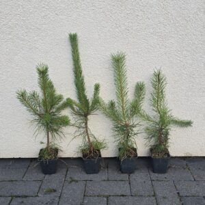 Row of small potted pine saplings lined up against a textured beige wall.