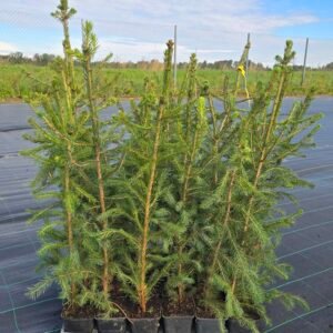 Egles (Picea abies) stādi podiņā 30-50-80cm P9 x (25-50-100 vienības)