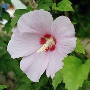 Hibiscus syriacus seedlings in pot P9 x (25-50-100vnt)