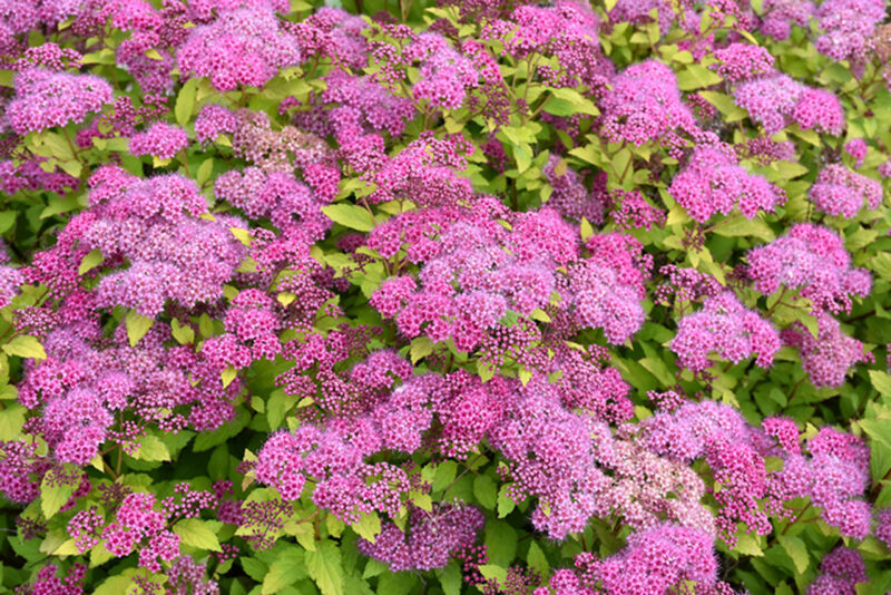 Spiraea x bumalda - Baltic plants