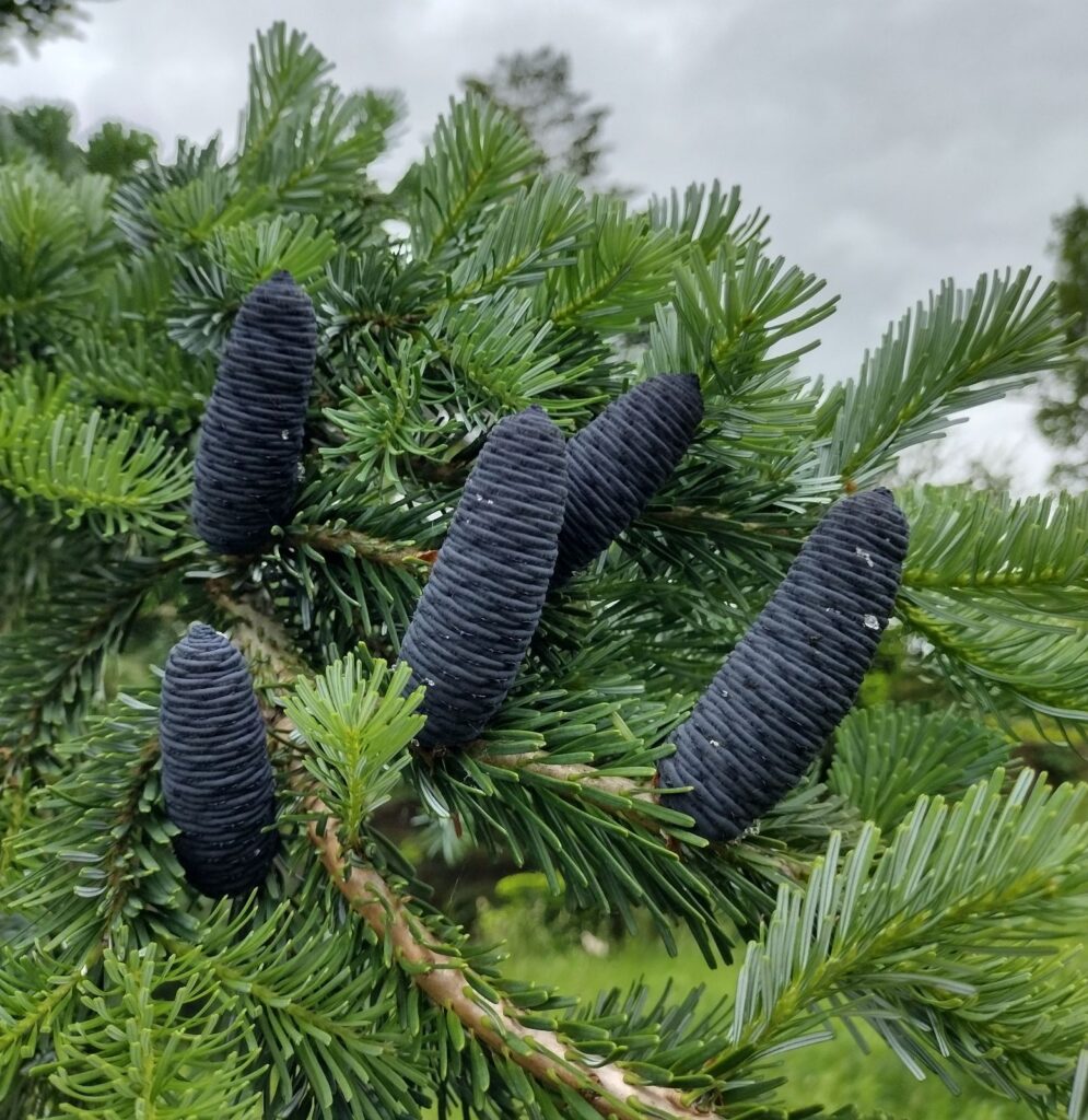 Abies Veitchii stādi 3 gadi 10-20cm. (50–100 vienības) - Baltic plants