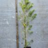 Tikroji metasekvoja (Metasequoia glyptostroboides) sodinukai P9 x (25-50-100vnt.) - Image 2