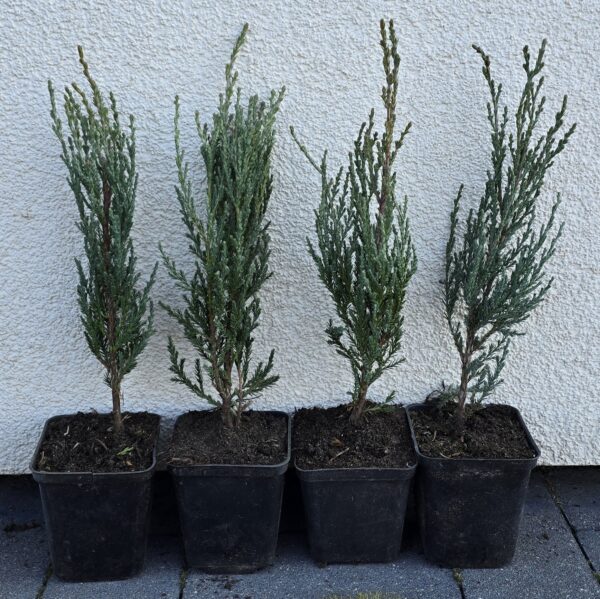 Uolinis kadagys (Juniperus scopulorum blue arrow) sodinukai vazone 20-30cm. P9 x (25vnt.)