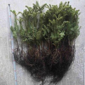 Kvapusis kėnis (Abies procera) sodinukai 2 metų 20-30cm. (50-100vnt.)