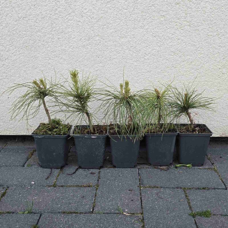 Row of five small ponytail palm plants in black pots on a sidewalk against a textured gray wall