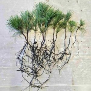 Pinus koraiensis Korejas priedes stādi 2 gadus veci 10-15cm (50-100gab.)