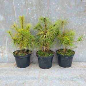 Kininė pušis (Pinus armandii) sodinukai C2 x (5-10-15vnt.)