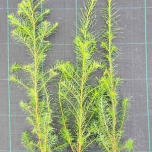 Europinio maumedžio (Larix europea) sodinukai P9 x (25-50-100vnt.)