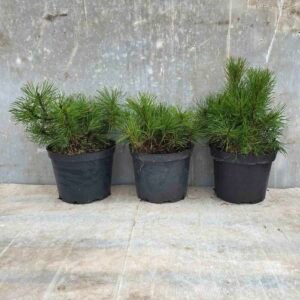 Kalninė pušis (Pinus mugo mughus) C5 (5vnt)